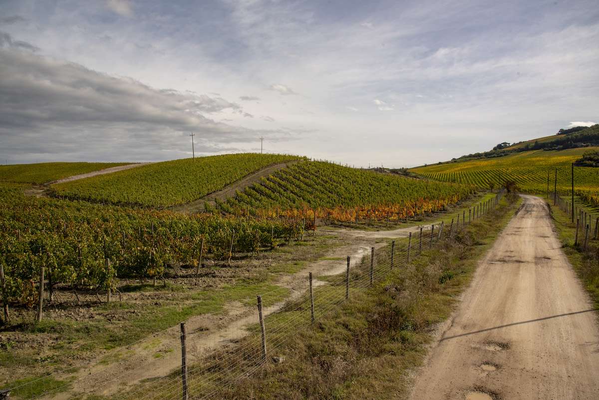 brunello di montalcino bonacchi