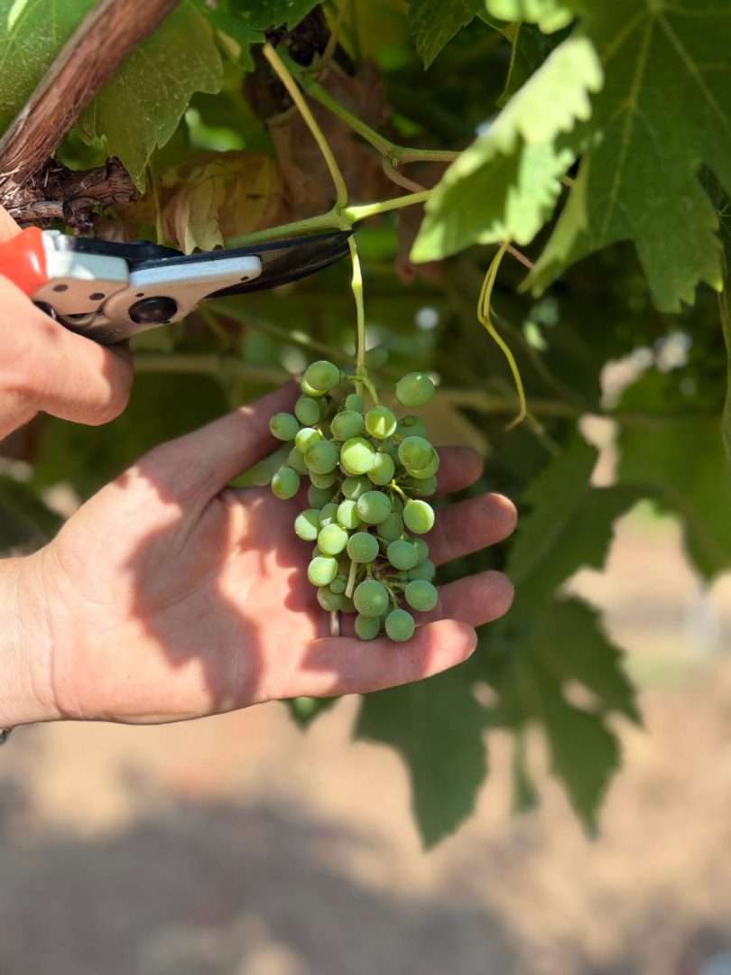 vendemmia e solstizio d'estate toscana