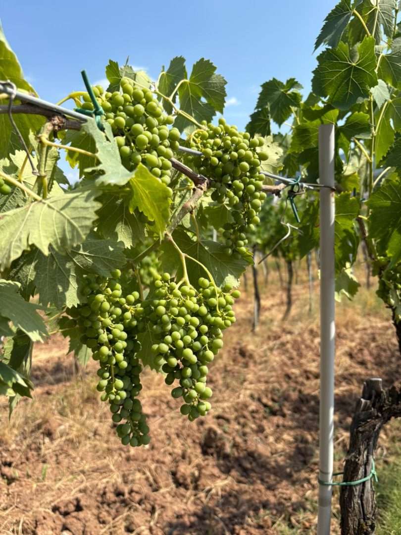 vendemmia e solstizio d'estate toscana
