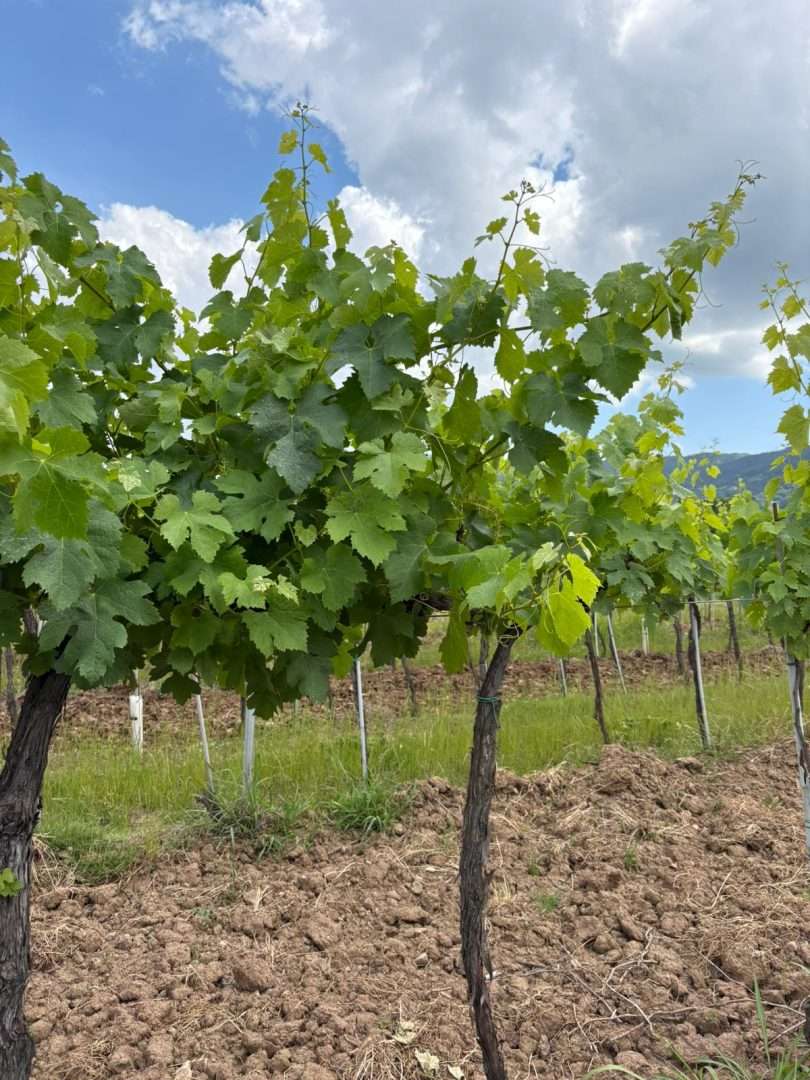vendemmia e solstizio d'estate toscana