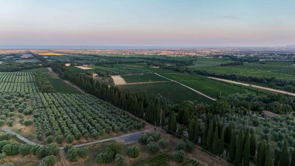 Azienda Agricola Cerretella Bolgheri