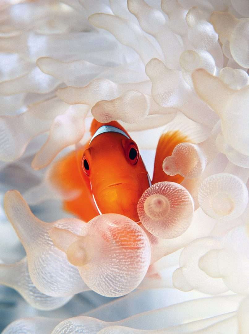 Oceani. David Doubilet