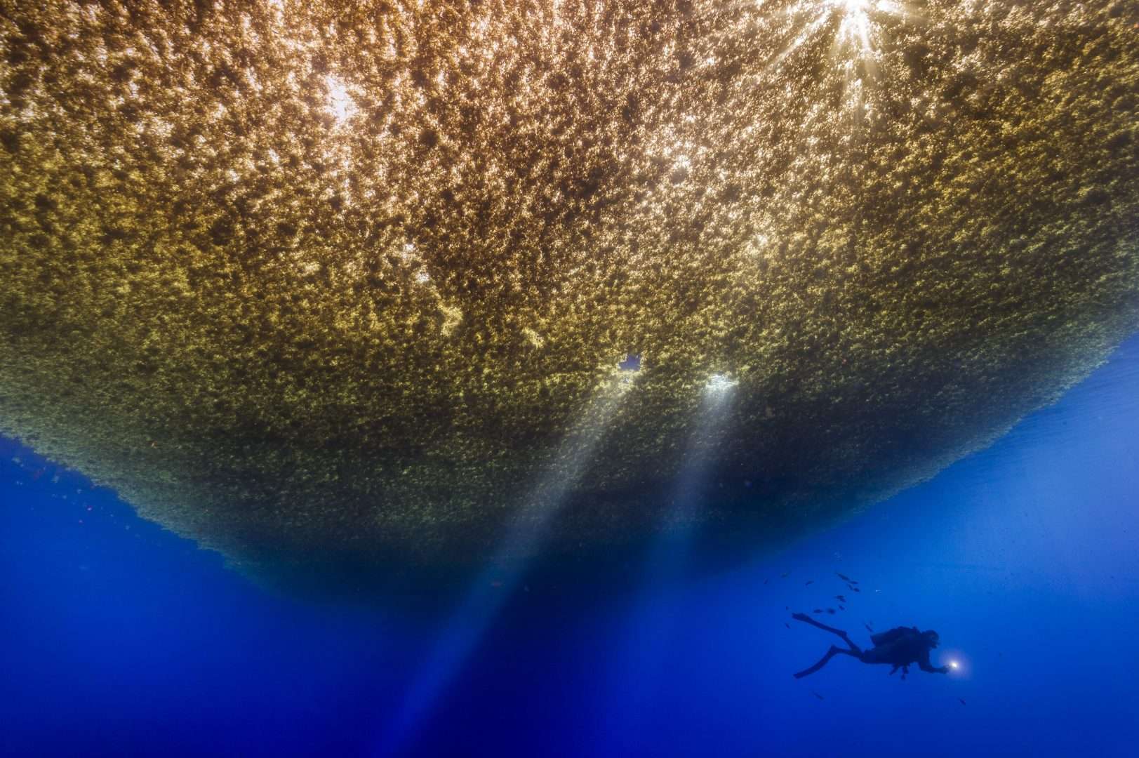 Oceani. David Doubilet