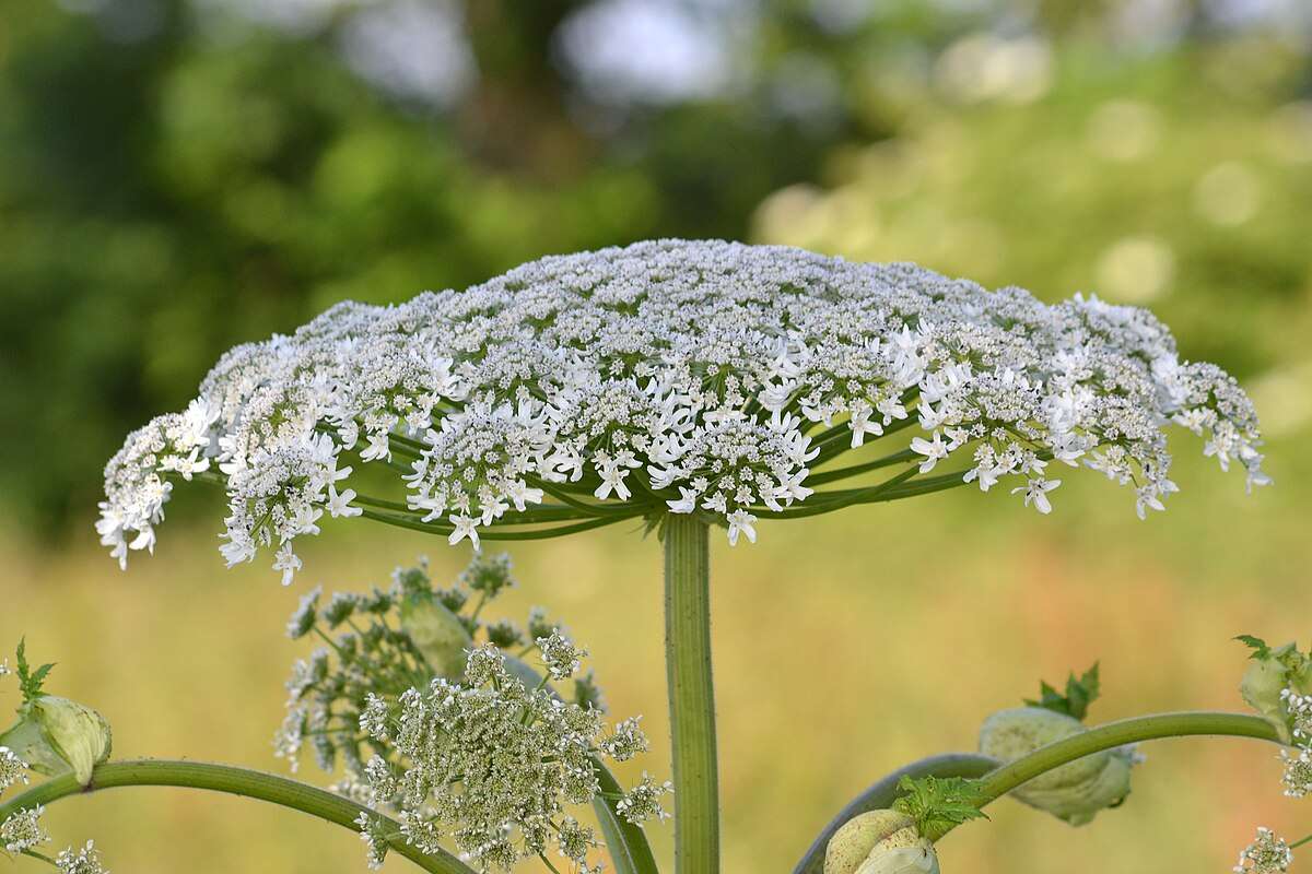 Paolo Mantegazza Heracleum